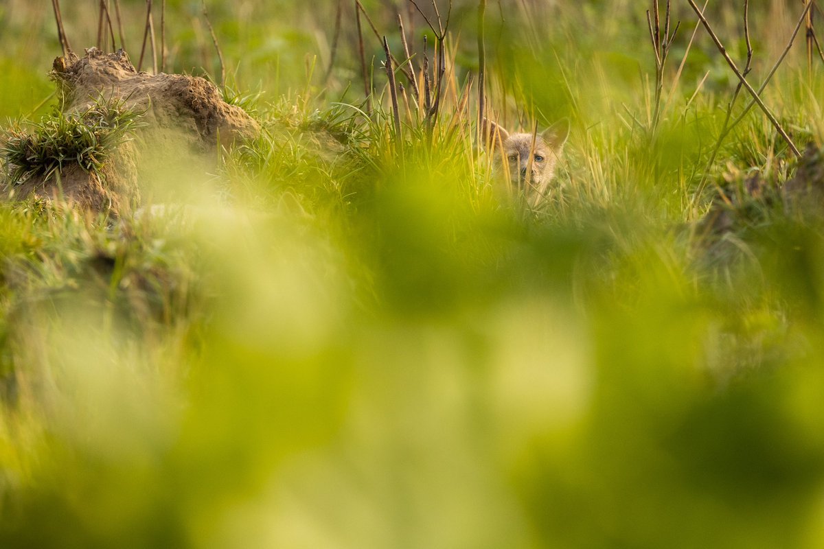 Swaroop Singha Roy tweet media