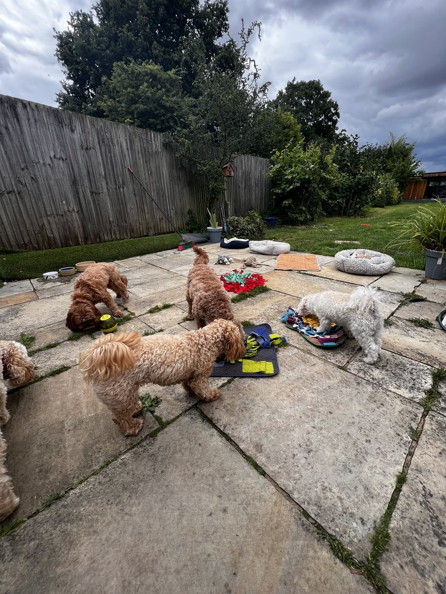 vipooches's tweet photo. Sniffing snacks😁🐶 https://t.co/zzawZNlwVk