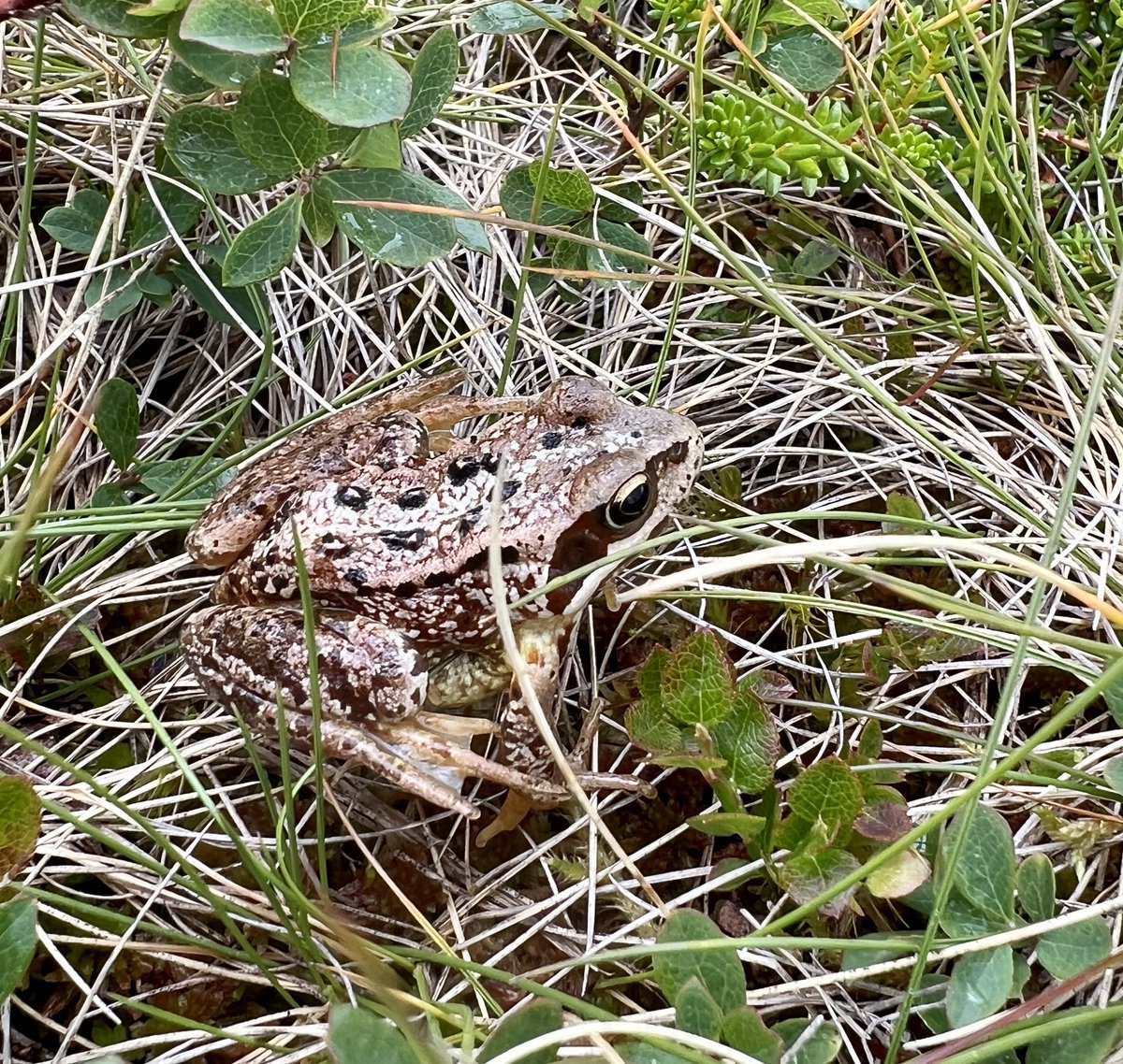 Came across several hardy Common #Frogs whilst working in late snow beds at 975 m in the NW #Cairngorms this week.  Always surprises me to see them up there, particularly when the nearest standing water (needed for breeding) is c250 m lower and nearly 1 km away. <a href="/froglifers/">Froglife</a>