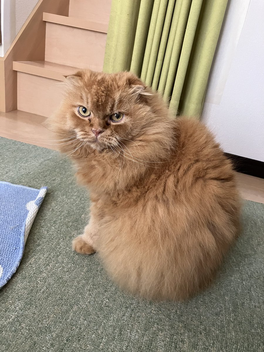 tanuochan2's tweet photo. そごう横浜ねこ展3週目(7/23まで)で、ねこTシャツを購入❣️
うちの子にそっくりかなぁ❓
#そごう横浜ねこ展
#catcorp
#ねこTシャツ https://t.co/gD64qaT8kb