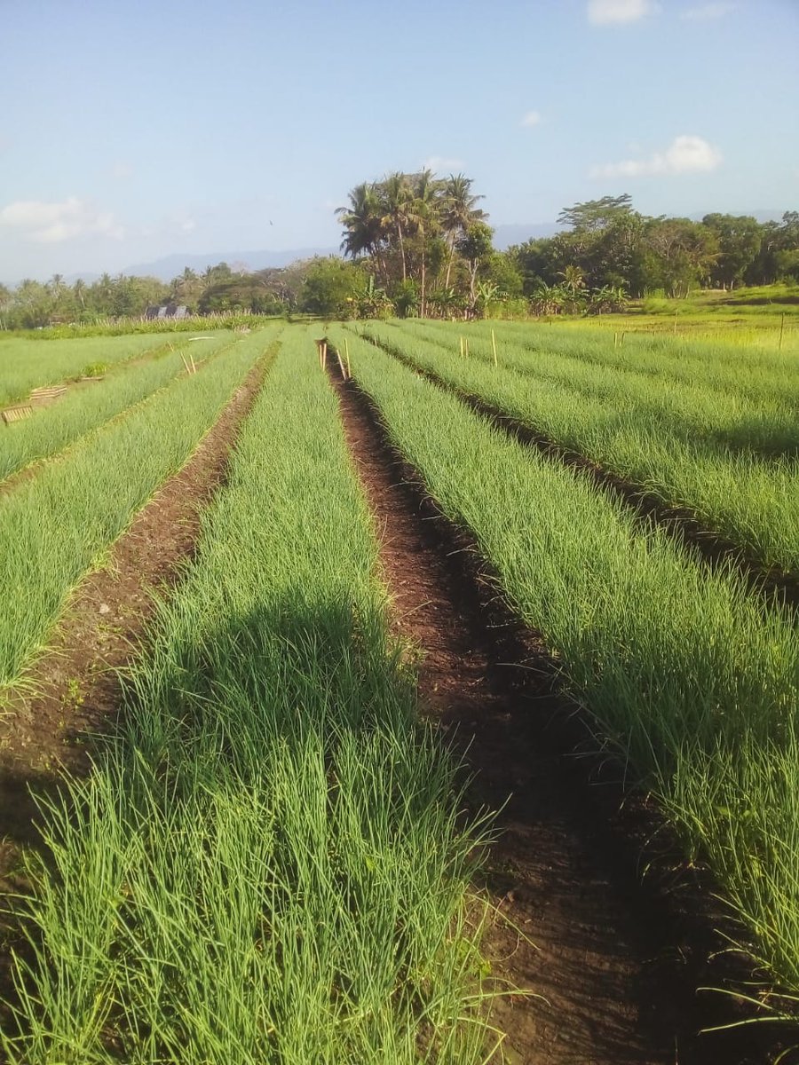 trie_hary's tweet photo. Monitoring program Lumbung pangan komoditas bawang merah Sleman (moyudan, minggir dan mlati), Alhamdulillah semoga petani semakin sejahtera. https://t.co/IfFXJ41lnP