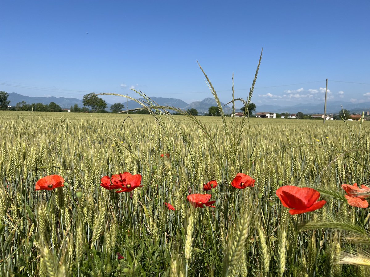 Today's constitutional … #Italy #holiday #italianlandscape #countryside #nature