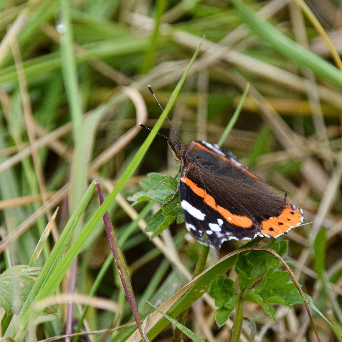 LynneWinThomas's tweet photo. Nice to see a #redadmiral #butterfly at #HendreLake this weekend #WildCardiffHour https://t.co/DET6WT2lbe