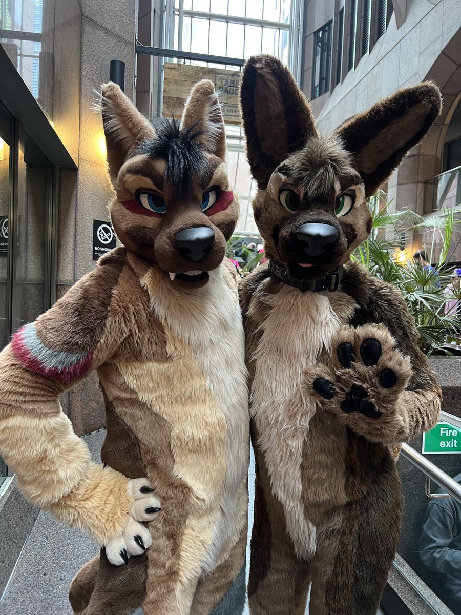 These sheps sure are quite the lookers 👀 

🐕: <a href="/denzoshep/">Big Shep</a> <a href="/MadAxelShep/">Axel</a>