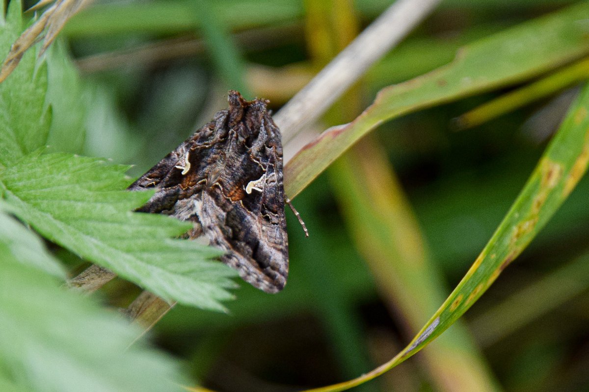 LynneWinThomas's tweet photo. There were so many #moths at #HendreLake on Sunday! Think this one is a #SilverY #WildCardiffHour https://t.co/FxYMUNxtlz