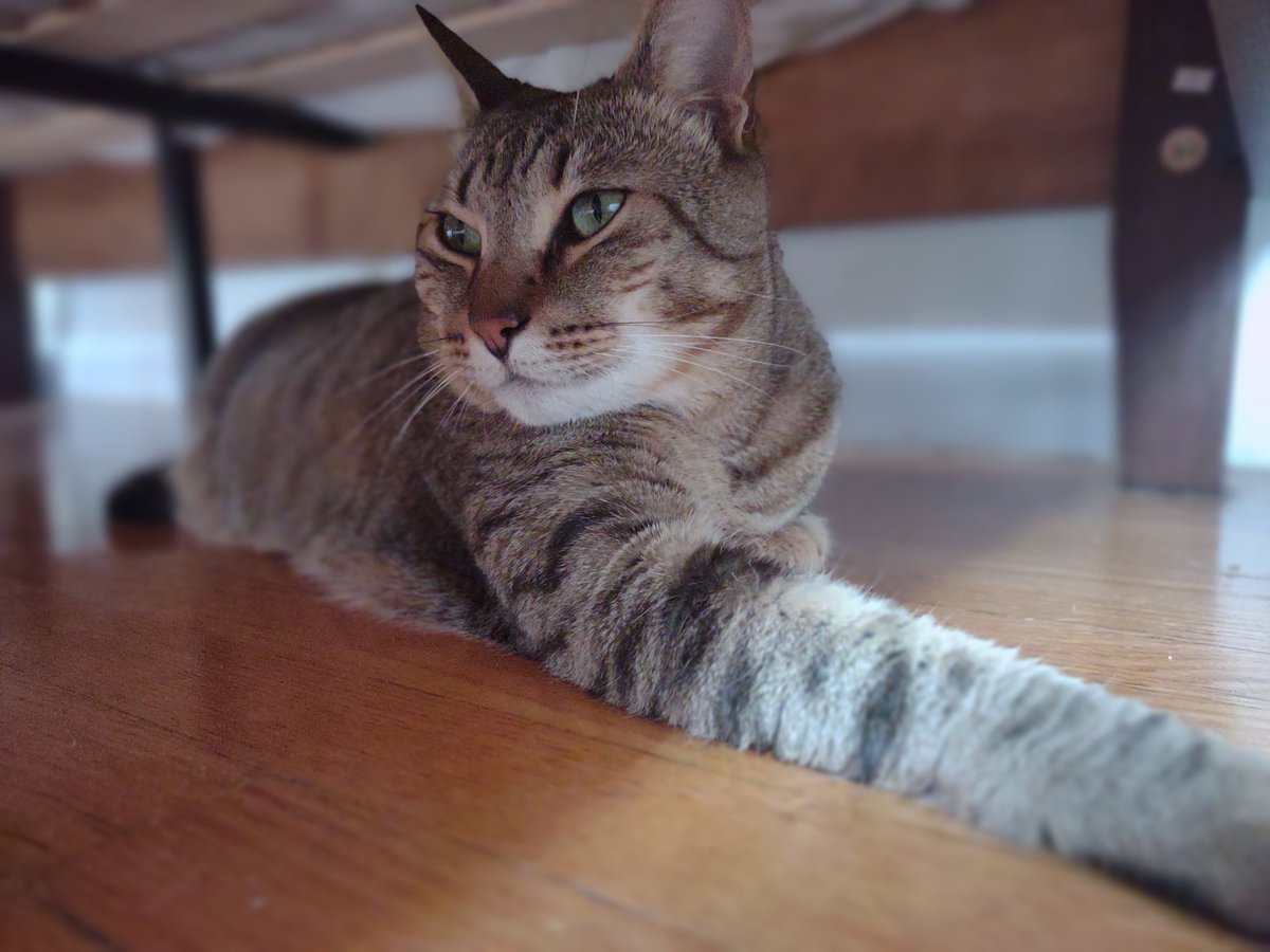 WillhelmLoafCat's tweet photo. hiding under the bed from the heat 😸
#CatsOfTwitter #CatsOnTwitter #CatsLover #sundayvibes https://t.co/QcRUNcxbbg