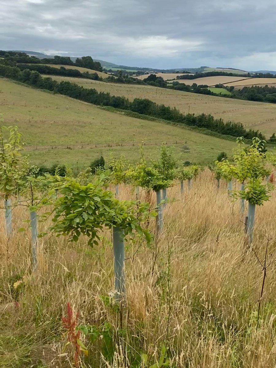 Under construction - a new farming landscape. Climate fixing, soil restoring, carbon banking, water saving, wildlife boosting, planet saving, soul mending. Only nature (and farmers) can save us now #ClimateEmergency #ClimateCrisis #NaturePhotography #biodiversity