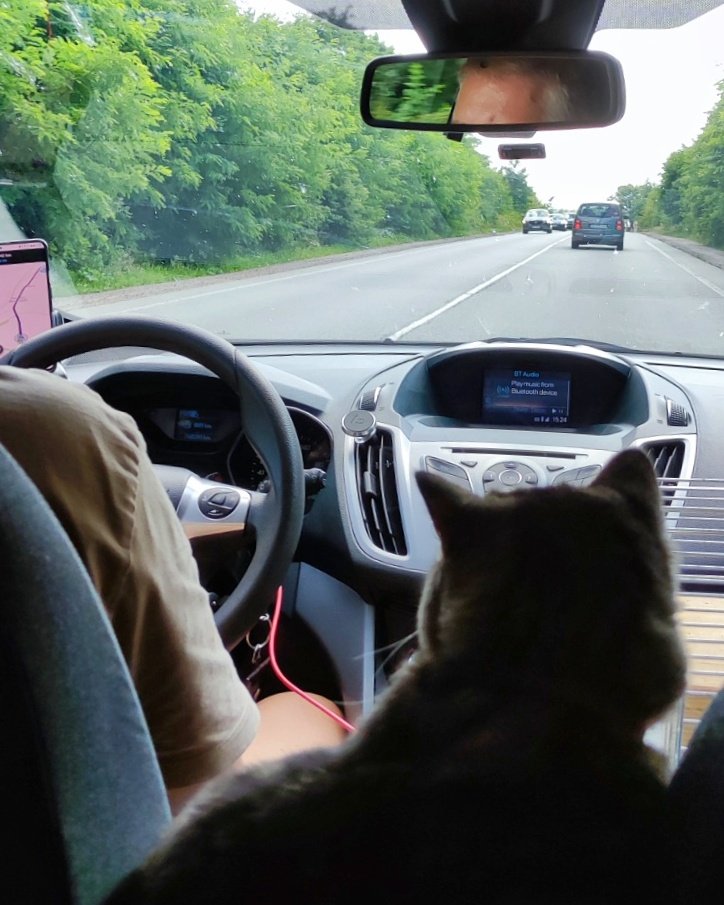 #road #car #travel #cat #lovelyplace