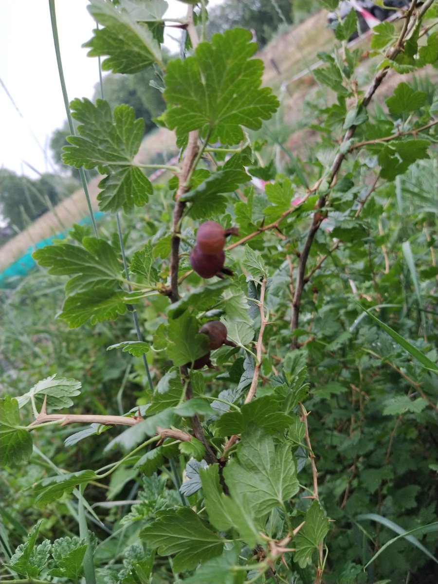 johanbiggel's tweet photo. @BartMos In mijn moestuin. https://t.co/Ck7Ap6mNUB