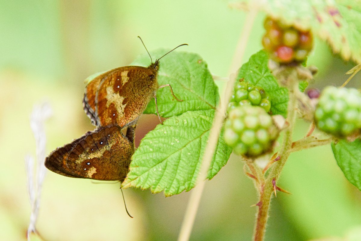 LynneWinThomas's tweet photo. Lots of #gatekeeper butterflies at #HendreLake #WildCardiffHour https://t.co/vqkdyy8vQE