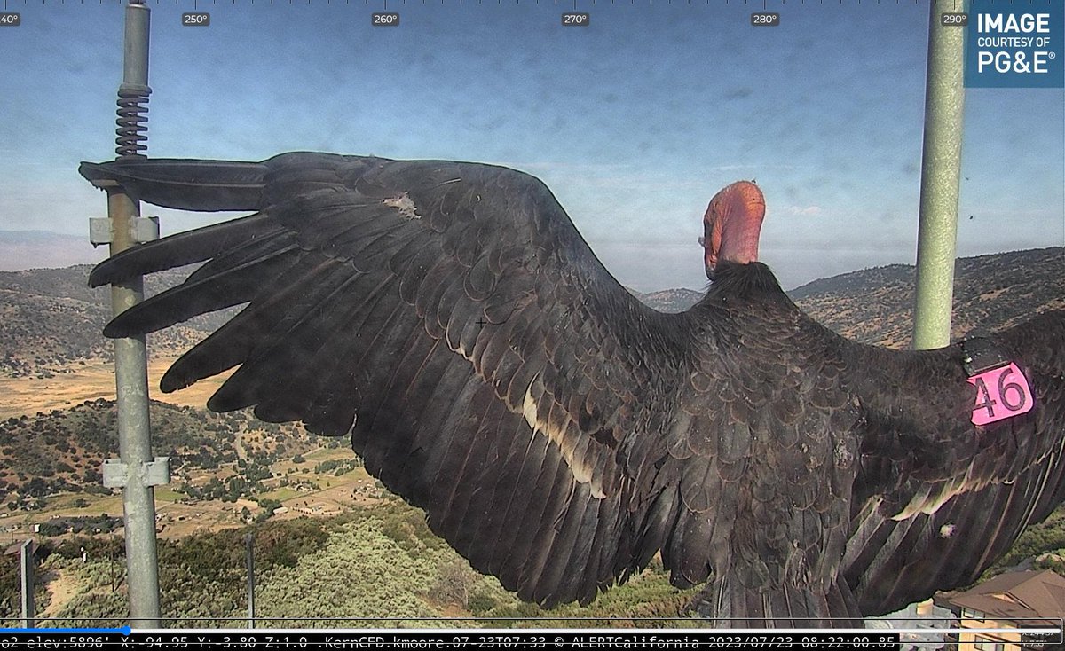 engineco16's tweet photo. Hello Gorgeous! Condor #46 watching over #BearValley (Should be renamed Condor Valley)Springs near #Tehachapi this morning. Look at that wing spread! I'll post a video in the replies @AlertCalifornia @Venice311
#FireCamCondors #CaliforniaCondor #Condor #46 https://t.co/Q7G9yMRgwg