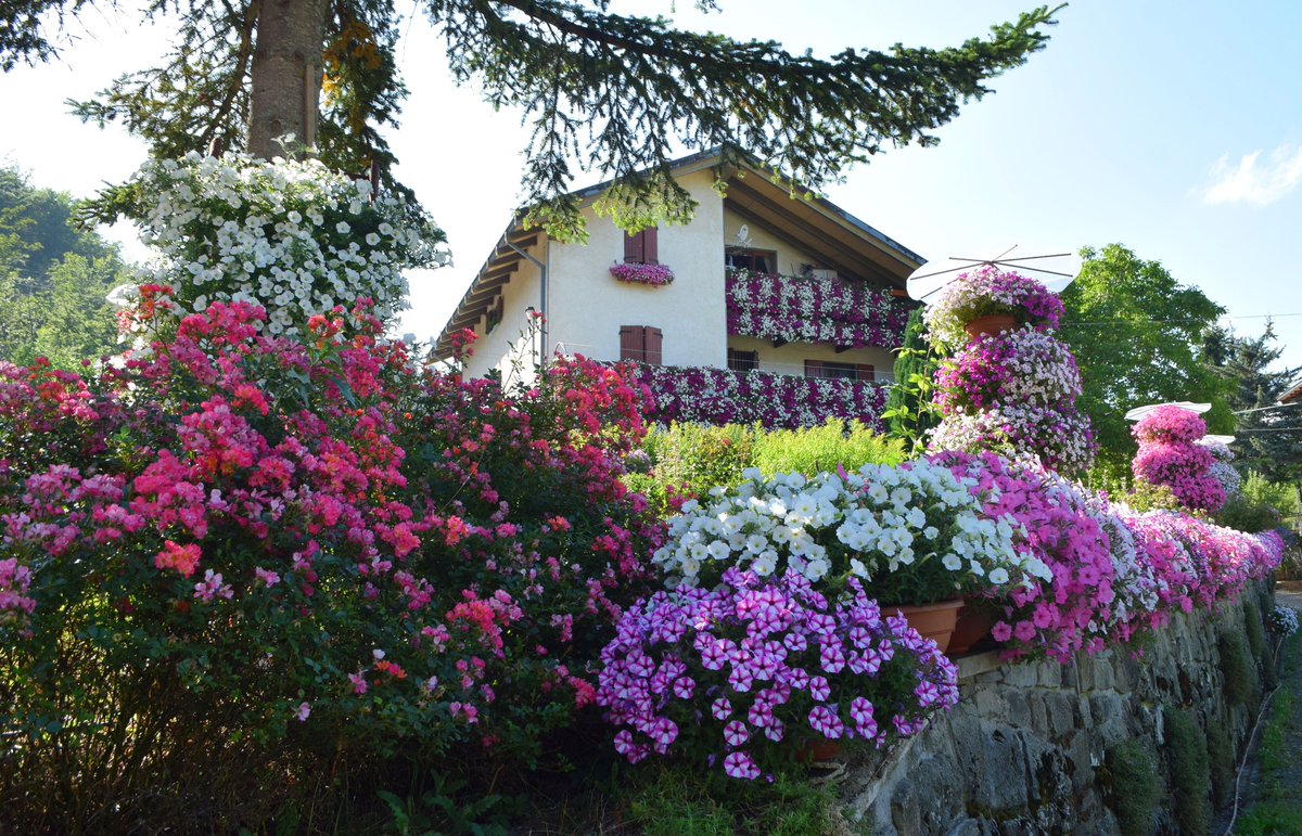 ModenaDintorni's tweet photo. Come ogni anno in questo periodo, Claudio ed Elena Caselli di #Piandelagotti (#Frassinoro) sul nostro #AppenninoModenese ci regalano lo spettacolo tutto colorato della loro casa fiorita! 🌸
Un buon motivo per visitare i nostri territori anche in estate 🥰
Ph Giuliano Pasquesi https://t.co/xLYSUkTm0p