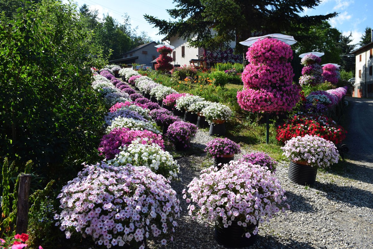 ModenaDintorni's tweet photo. Come ogni anno in questo periodo, Claudio ed Elena Caselli di #Piandelagotti (#Frassinoro) sul nostro #AppenninoModenese ci regalano lo spettacolo tutto colorato della loro casa fiorita! 🌸
Un buon motivo per visitare i nostri territori anche in estate 🥰
Ph Giuliano Pasquesi https://t.co/xLYSUkTm0p