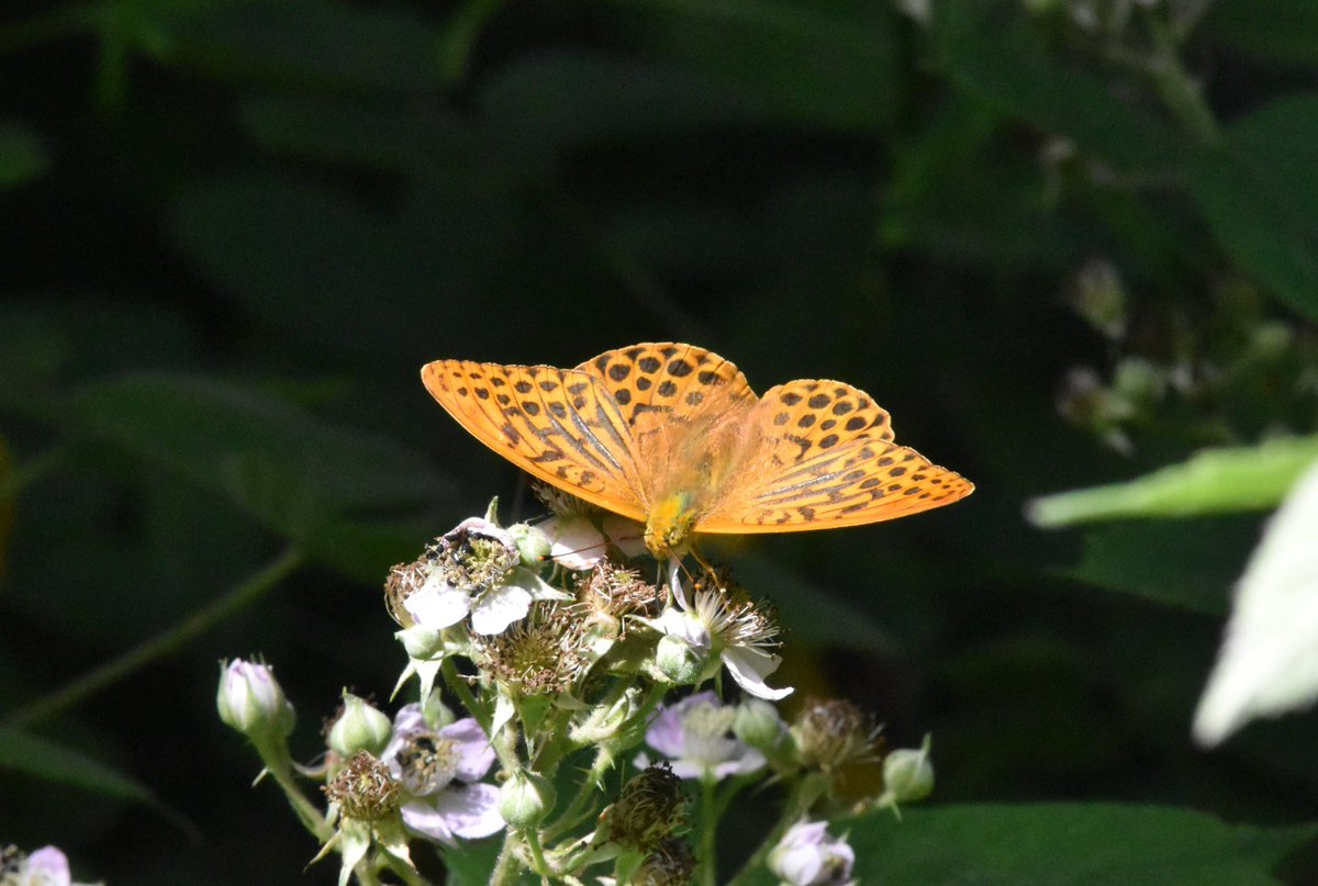davephillips59's tweet photo. Dark Green Fritillary near Bishop Middleham and Silver-washed Fritillary at Wynyard in County Durham @savebutterflies https://t.co/sl75T14Jtt