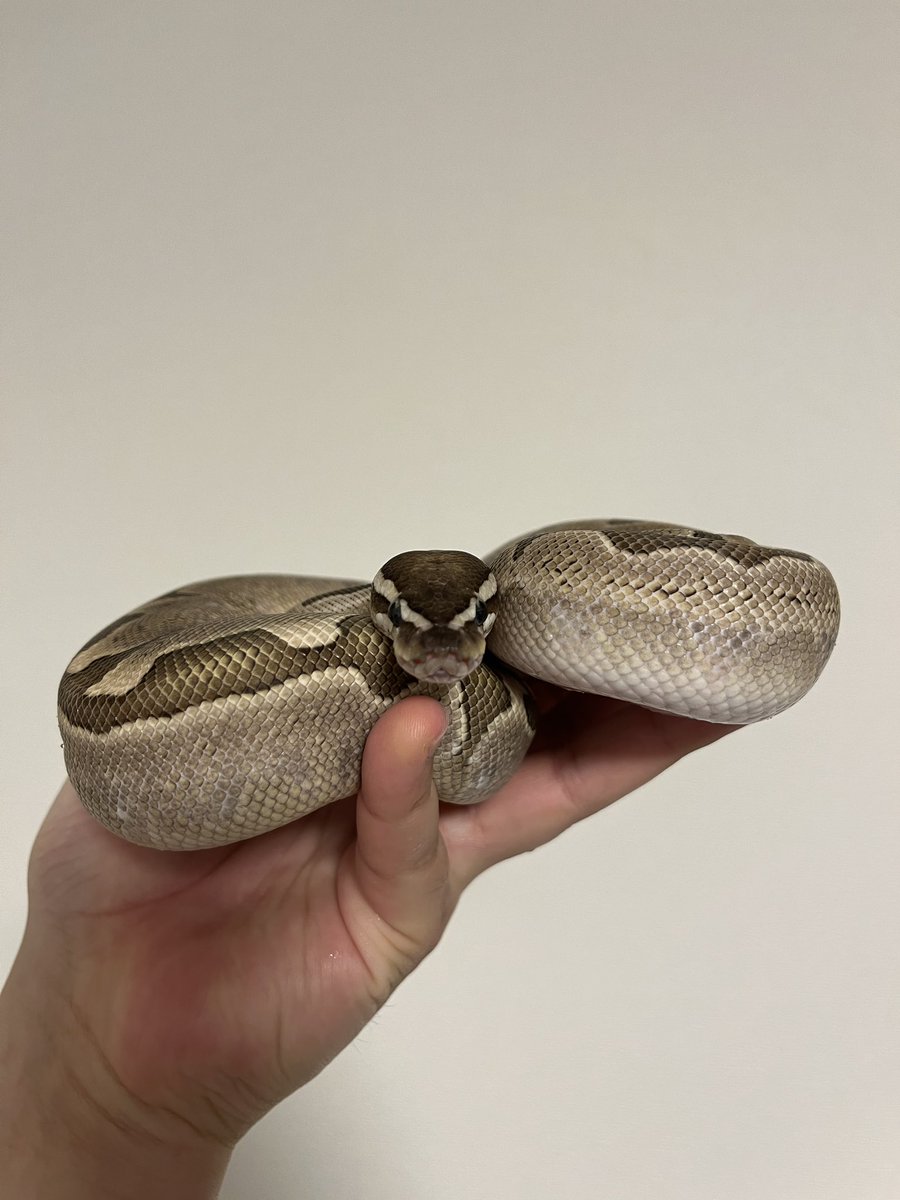 慈運(ジウン) (@airheady1) on Twitter photo 