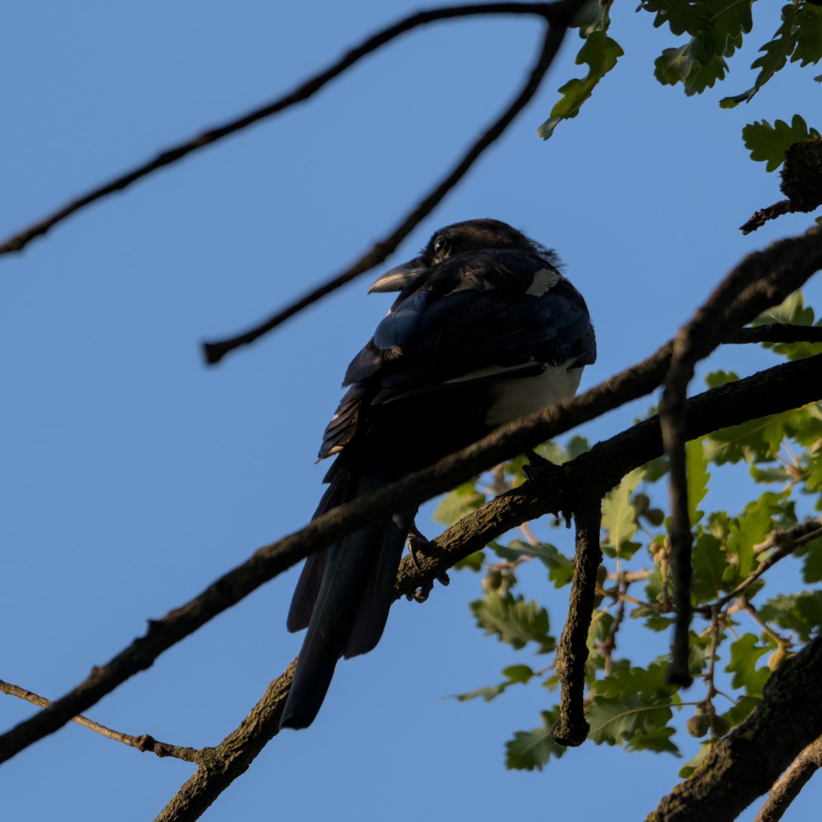 AegonV's tweet photo. Garsa | Urraca
#Urraca #Garsa #Pica_pica #EurasianMagpie
#amateurphotography #natura #nature #naturaleza
#birdingphotography #Birds #Ocells #birdingcatalunya #Aves #birding
#tamron #Nikon https://t.co/f8GEbq6BSZ