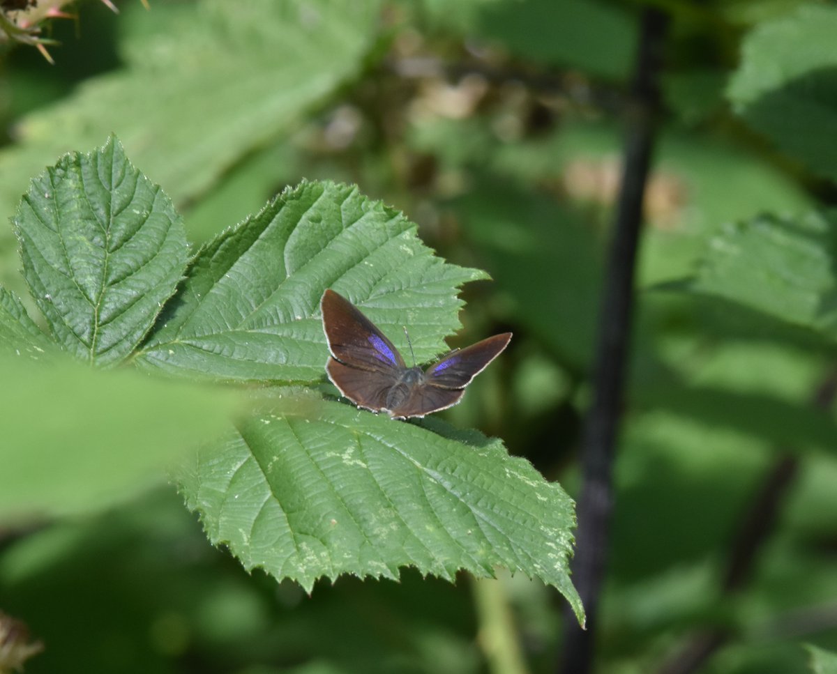 davephillips59's tweet photo. Female Purple Hairstreak and White Admiral at Chambers Farm Wood Lincs.@savebutterflies https://t.co/GJJRnhBChB