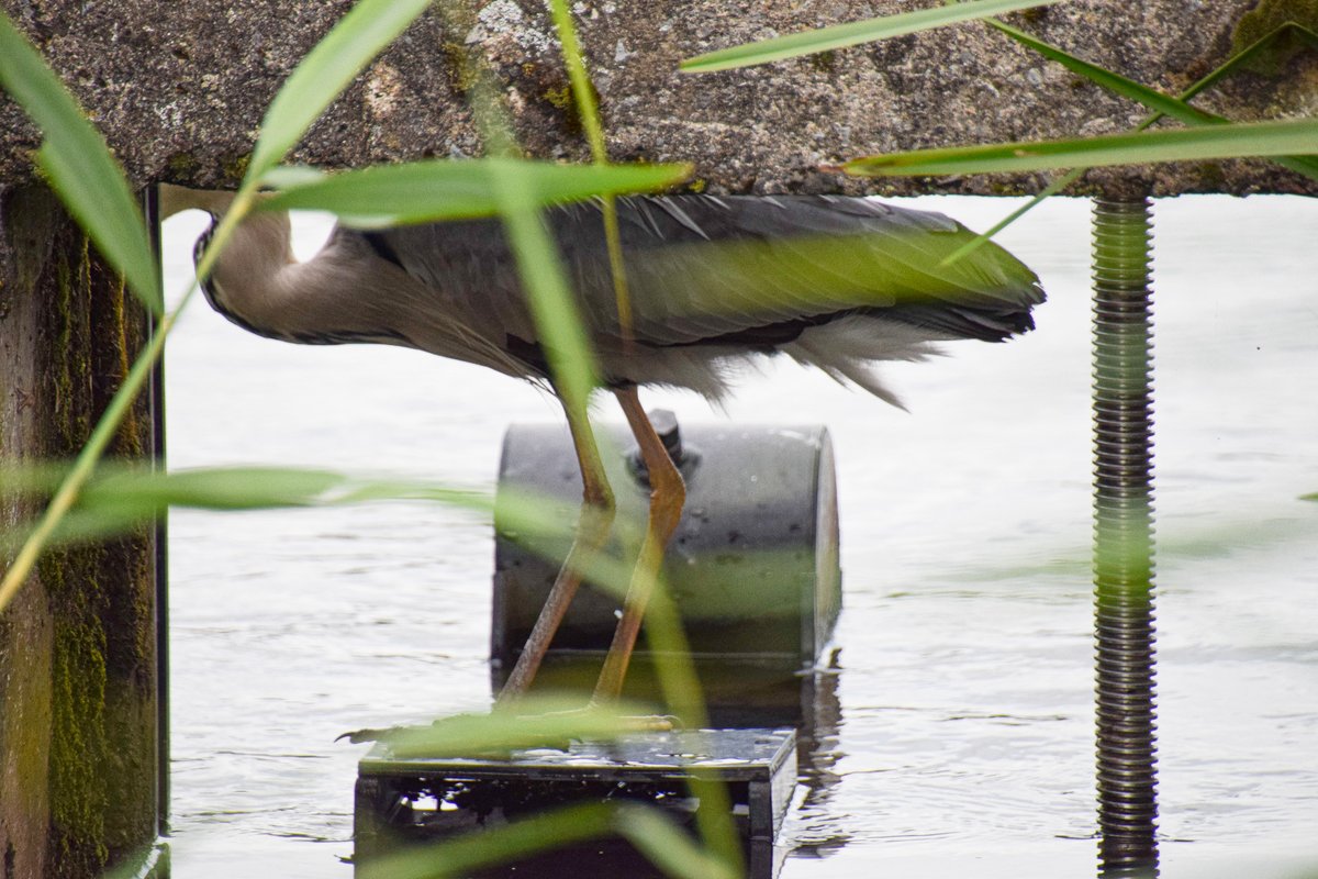 LynneWinThomas's tweet photo. Now, I'm not a very bendy person, but I outdid myself on Sunday, contorting, dangling, twisting and shooting trying to capture the heron feeding under the bridge at #HendreLake and THIS IS WHAT I GOT??? Wildlife photography at its best folks. At. Its. Best. #WildCardiffHour. https://t.co/FKVgyif99R