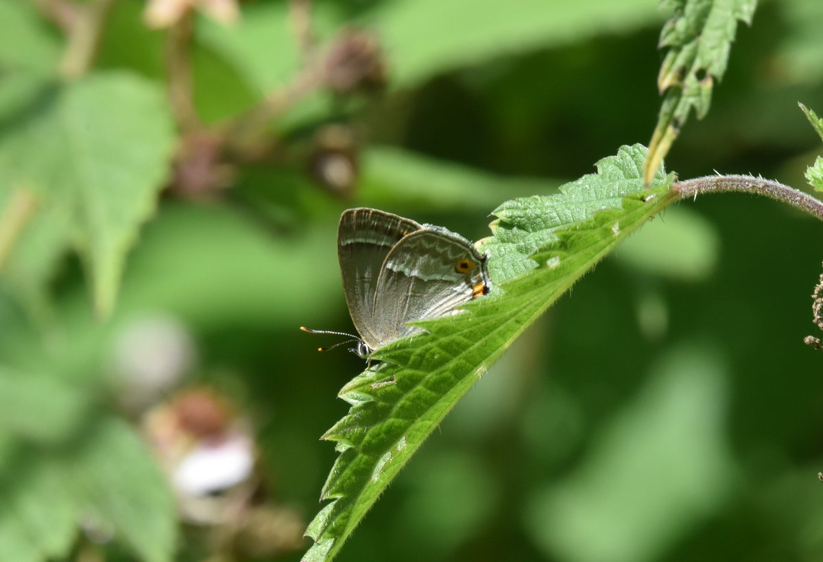 davephillips59's tweet photo. Female Purple Hairstreak and White Admiral at Chambers Farm Wood Lincs.@savebutterflies https://t.co/GJJRnhBChB