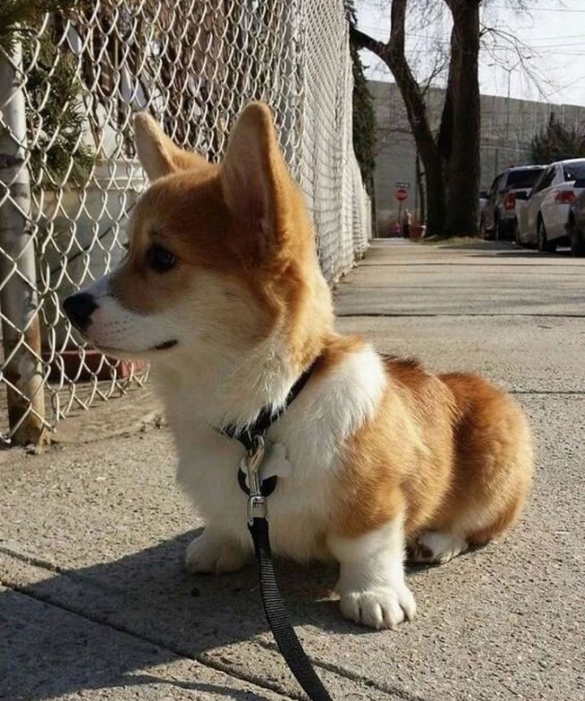 Corgilovers14's tweet image. So cute🥰

#corgilover #corgi #corgilover #dogsoftwitter