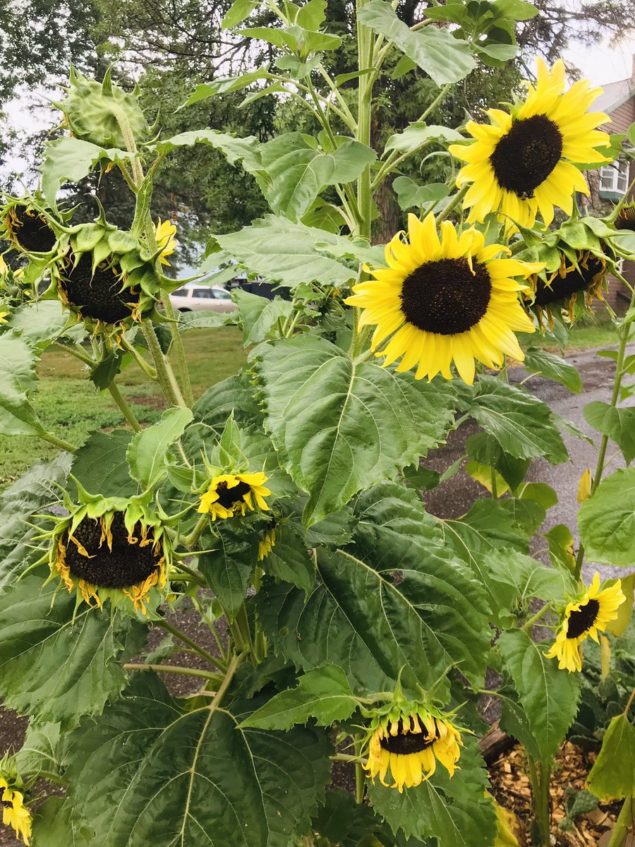 Heart❤️Matters (@juleshmp) on Twitter photo 