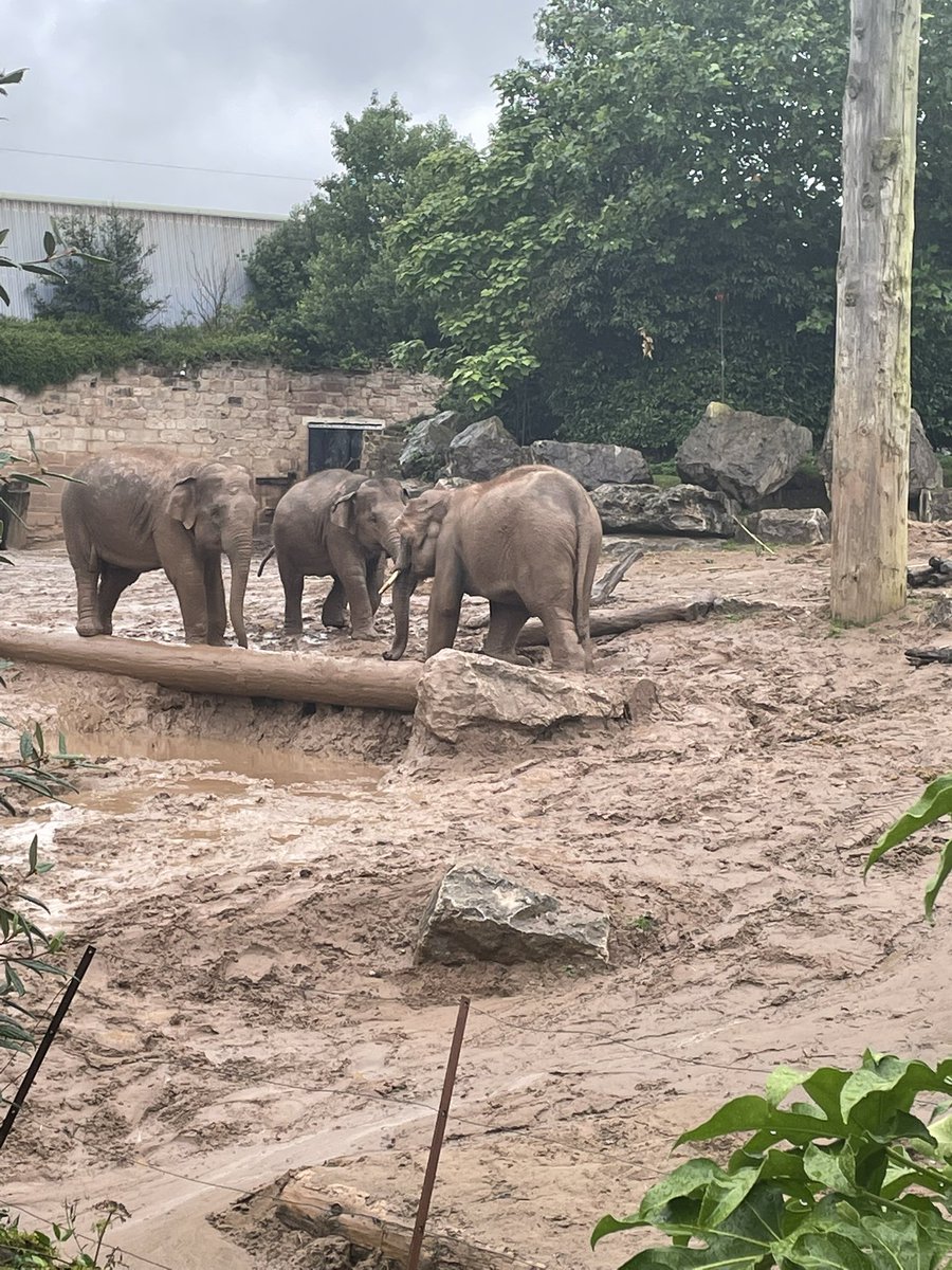suzyrobbo's tweet photo. We partly made up for the huge disappointment of missing @bluedot today by going to Chester Zoo to watch the elephants muck around in the mud. Rather them than me I suppose! https://t.co/7V3Hn5vMEq