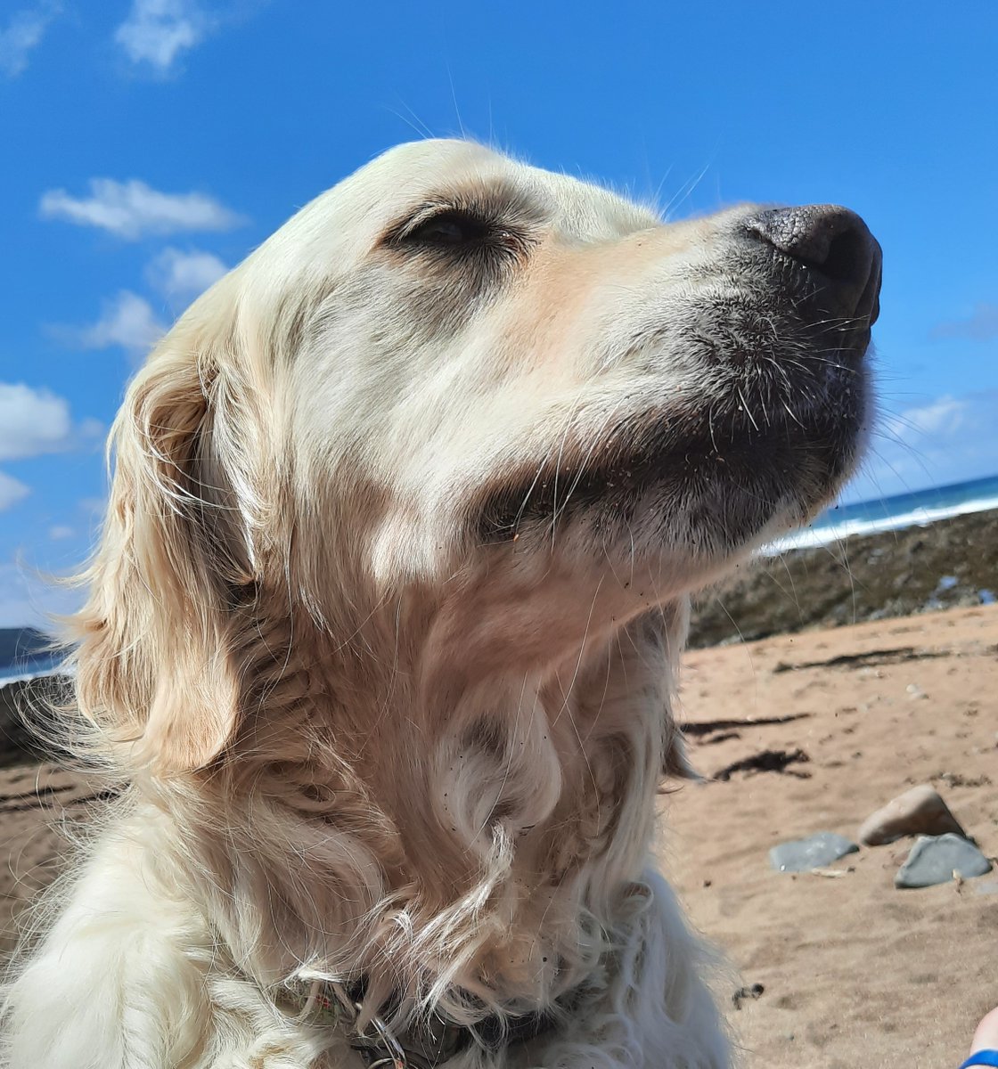 CornDollyXx56's tweet photo. Happy Book Anniversary, Poppy Loves Devon! 📚⛱️
And here's the fourth in ten reasons why Poppy LOVES Devon...
No. 4 Soaking up all that glorious Devon sunshine ☀️

#poppylovesdevon #SummerReading2023 #childrensbooks

https://t.co/UVz4UPcba3 https://t.co/36siMDXfFp