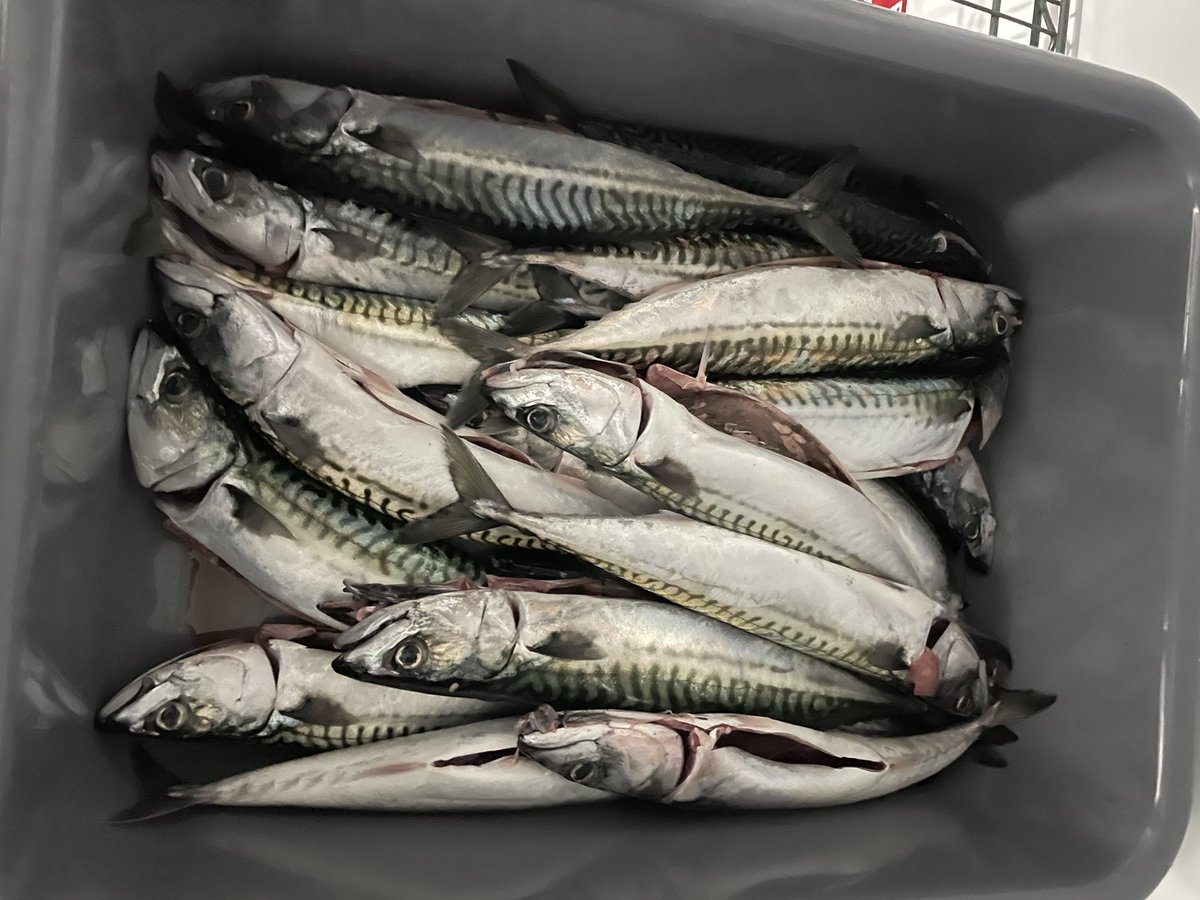 Running a special this Sunday (23/7) 
Amazing 45day aged ribeye steaks and super fresh Mackerel, kitchen 12-3 and 5-8pm #sundayfunday