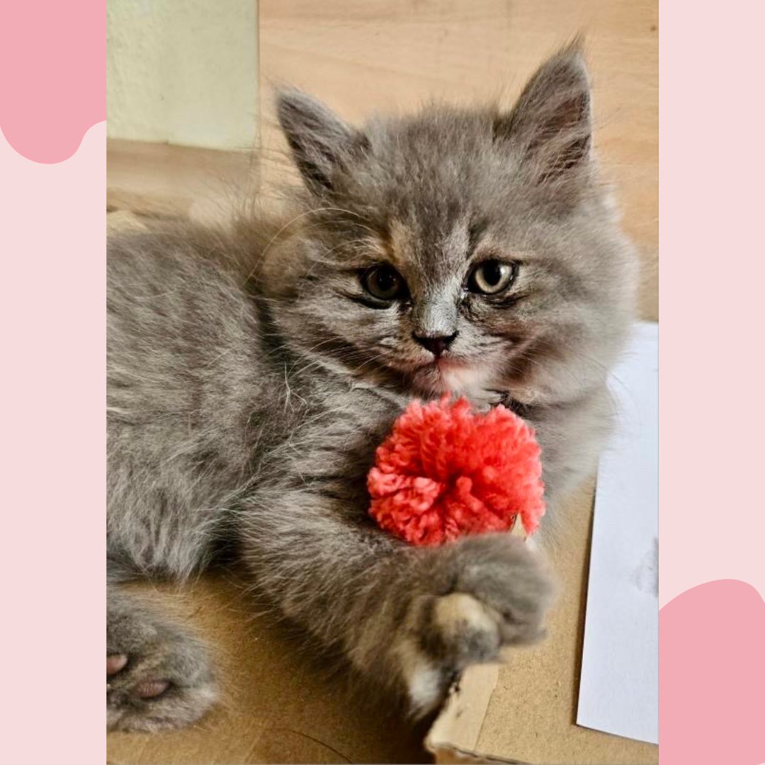 Katzerlei's tweet photo. Hallo und einen schönen Sonntag ☀️♥️

Diese süßen Kätzchenbilder hab ich von der lieben Peggy bekommen. 🥰

Die beiden spielen mit den von mir handgemachten Katzenspielzeugen 🐱

#katze #babykatze #katzenspielzeug #kätzchen https://t.co/dZJTwwUET9