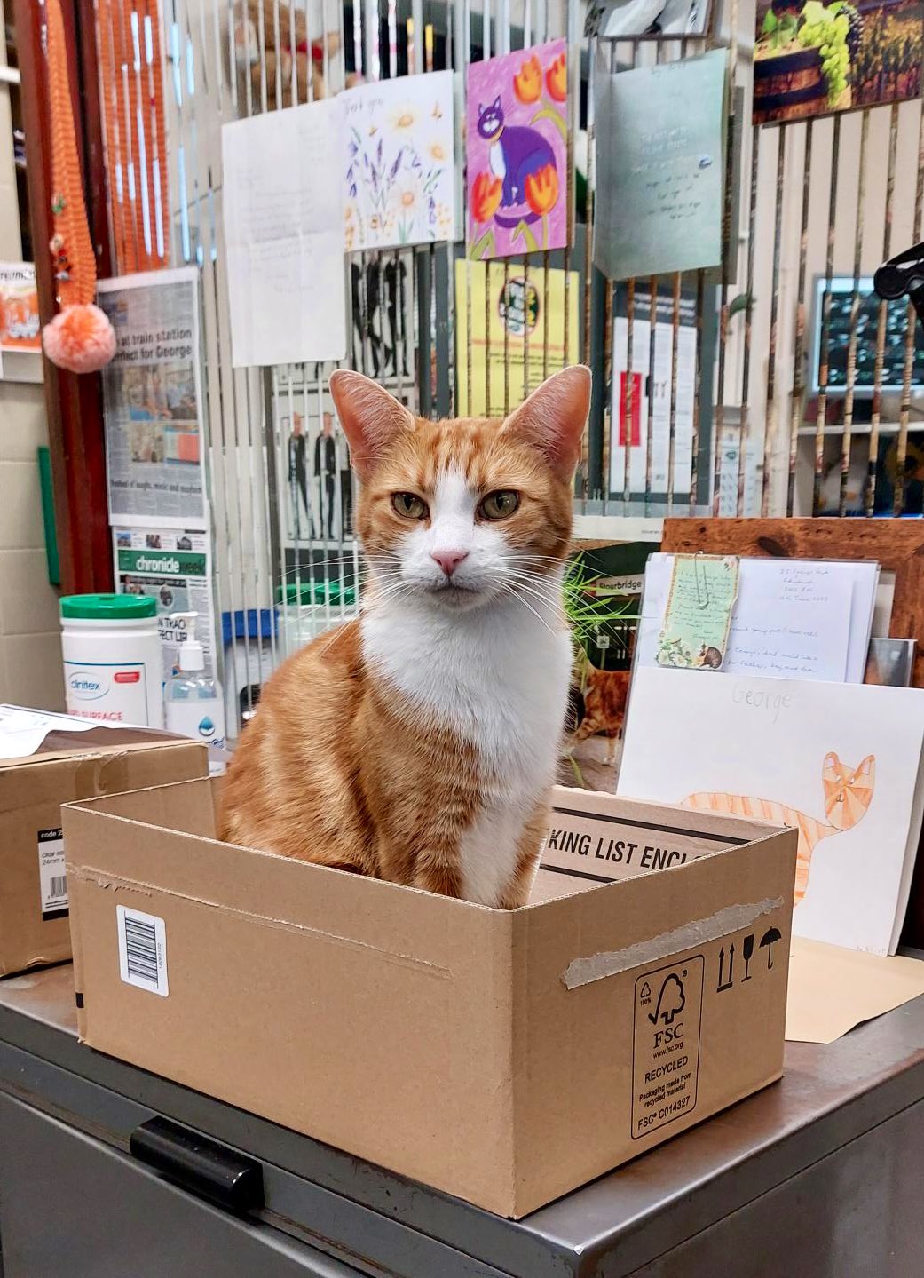 Pet shipping near me hot sale