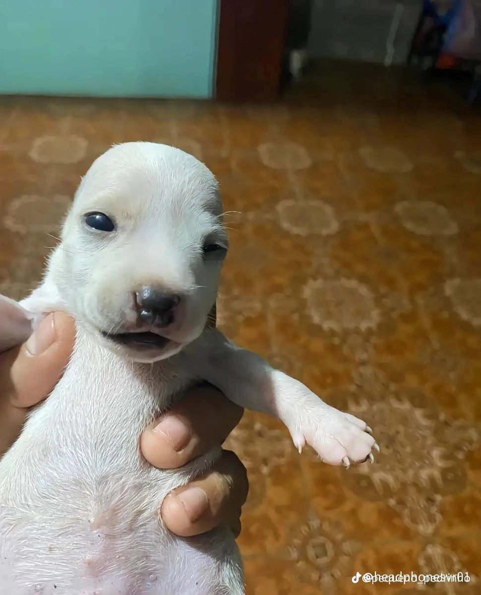 Every pic of this dog

A thread