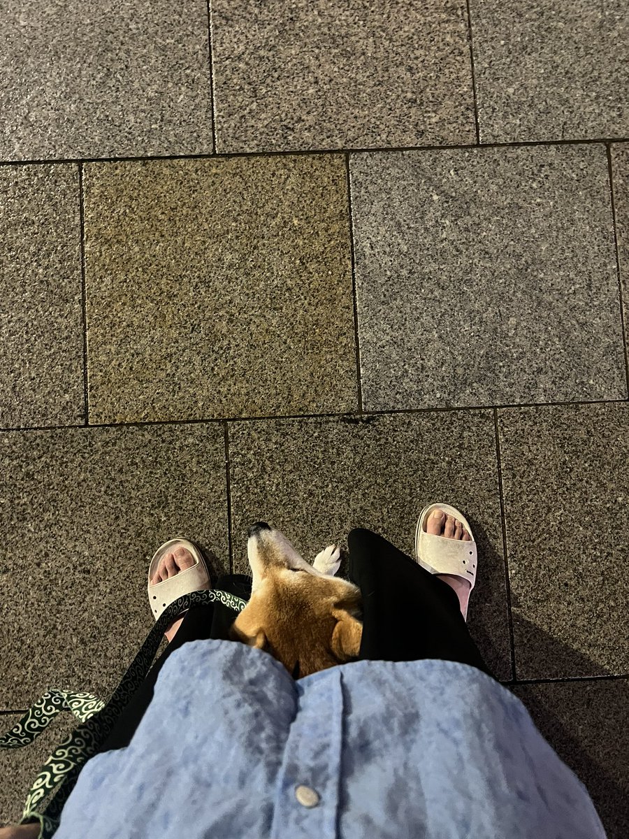 산책하다 비 오니까 누나 다리 사이로 들어와서 비 피하는 견성