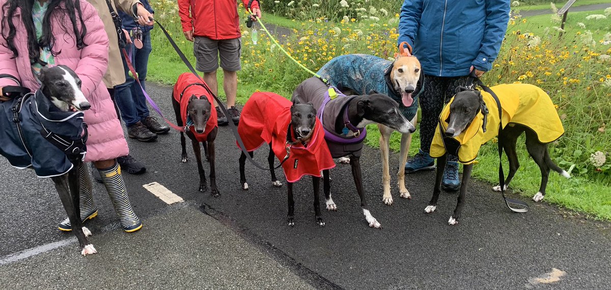 It may be wet & miserable in Dublin, but #rescuegreyhounds Chasey & Riley, Ivy, Dilly, Toby & Teato all enjoyed a park sniffari in their colourful rain macs together #houndsoftwitter #adoptdontshop #greyhoundsmakeGREATpets