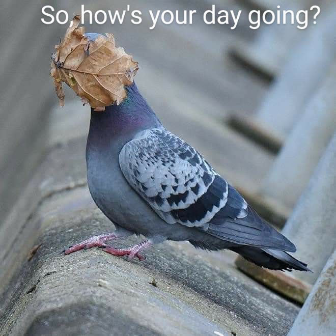 Thwap.

#LaughOfTheDay #HowAreYou #Pigeon #Leaves #RelatablePigeon #RelatableQuotes