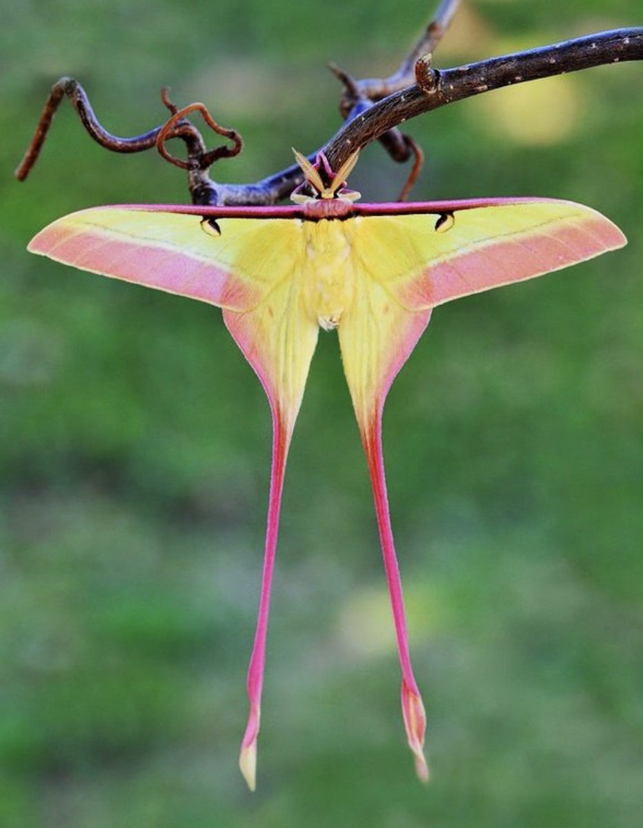 #NationalMothWeek, day 2! Here is an amazing large moth, the long-tailed moon moth, Actias dubernardi. Beautiful, elegant long tails! Tails used for escaping predatory bats. Photo: N. Larson