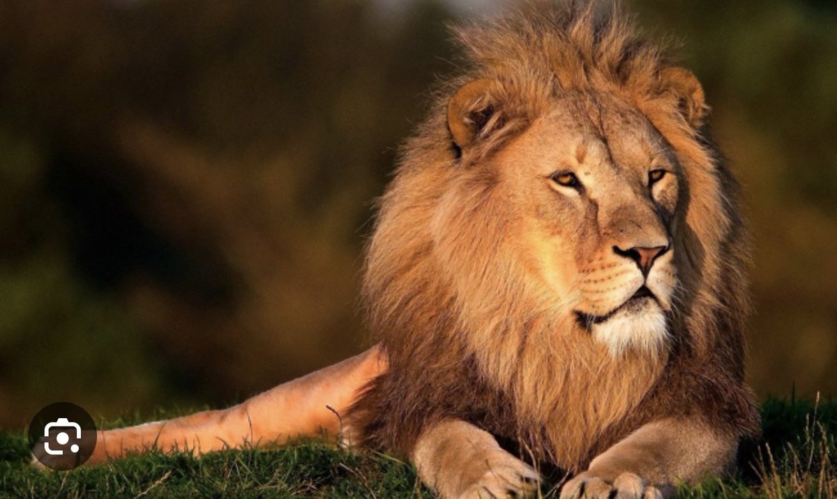 ITS THAT TIME!!! LEO SEASON HAS OFFICIALLY ARRIVED!!! ♌️♌️♌️🦁🦁🦁