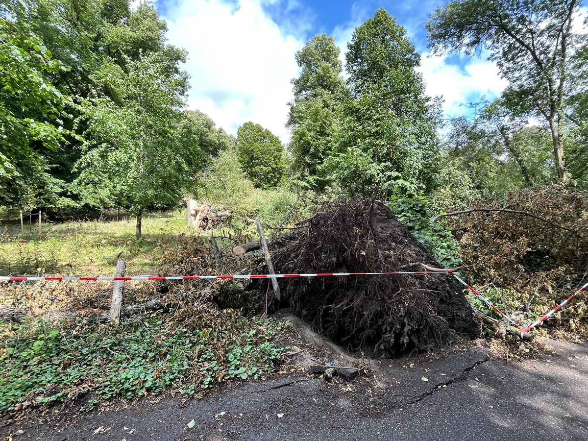 AdvanderZee's tweet photo. Tweeëneenhalve week na #stormPoly is het Groenendaalse Bos in Heemstede weer open. Maar wat een ravage. Deze bomen stonden binnen 100 meter van elkaar. Rest van het bos nog niet bekeken. https://t.co/8uw06MKz35