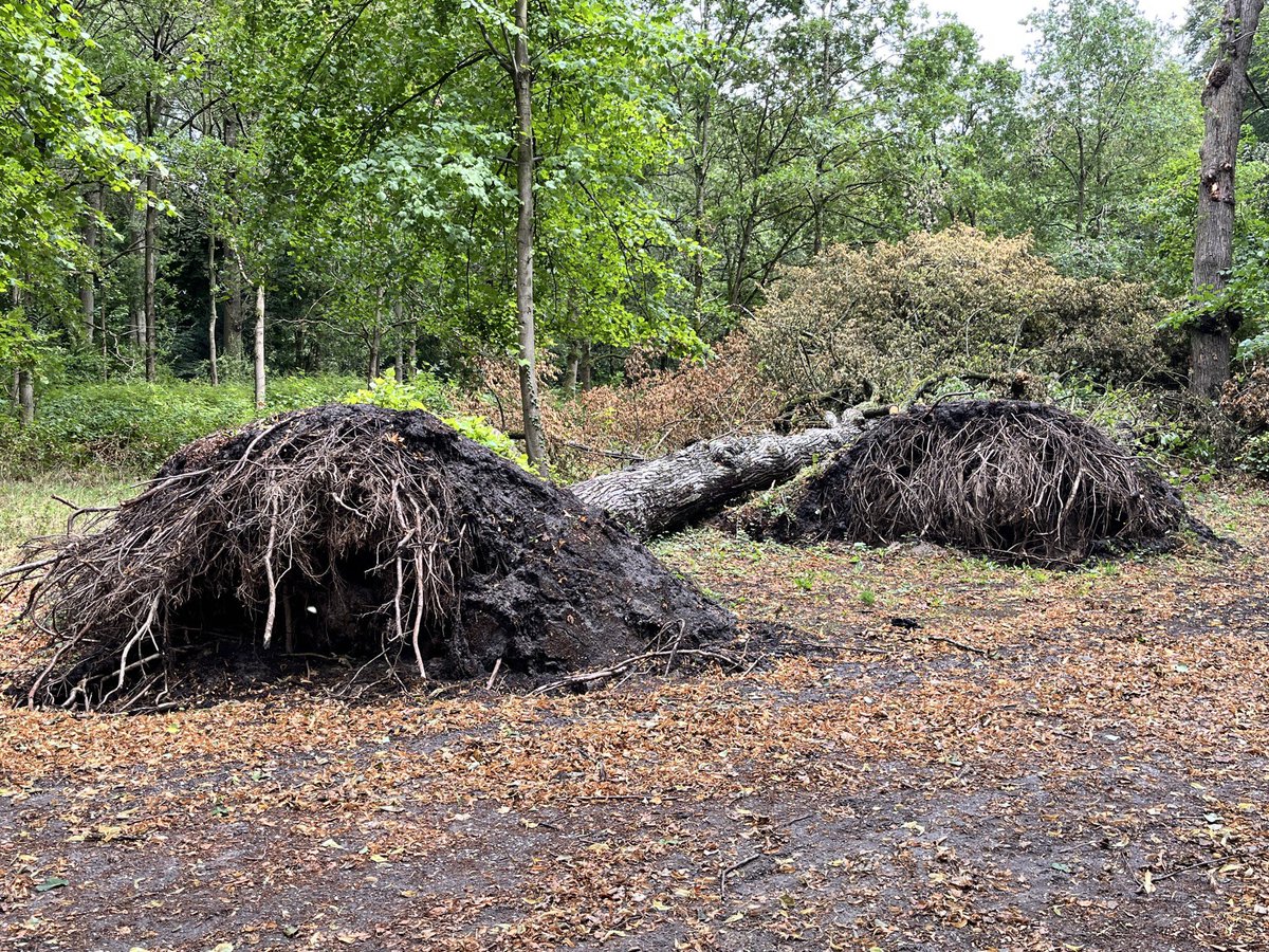 AdvanderZee's tweet photo. Tweeëneenhalve week na #stormPoly is het Groenendaalse Bos in Heemstede weer open. Maar wat een ravage. Deze bomen stonden binnen 100 meter van elkaar. Rest van het bos nog niet bekeken. https://t.co/8uw06MKz35