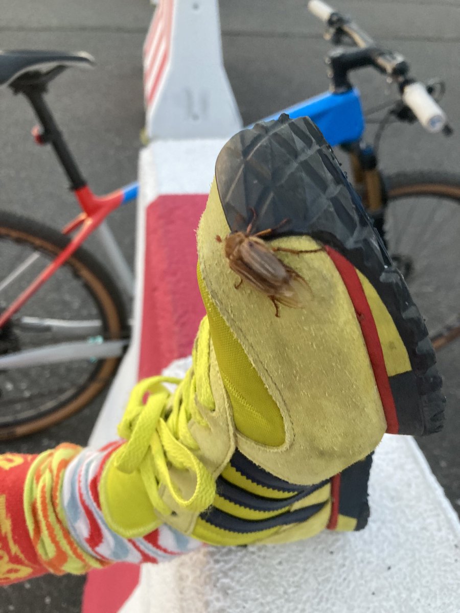 Junikäfer zum Sonnenuntergang am Feld! Da kann man in die Pedale treten wie man will, die lassen sich nicht abschütteln- einer ist sogar bis nach Hause mitgekommen. #thf #tempelhoferfeld ⁦<a href="/thf100/">100%THF #Klimaflughafen #TempelhoferFeld</a>⁩ ⁦<a href="/thfbleibt/">THFbleibt</a>⁩