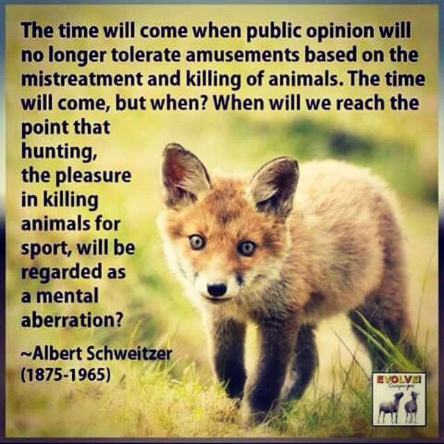 As the days swiftly go by, #FoxHunting will begin again. Those taking part are protected by open loopholes+pals in high places. There are vile hunts that took place under a smokescreen for illegal crimes against wildlife. It's a barbaric practise that has no place
#BanFoxHunting