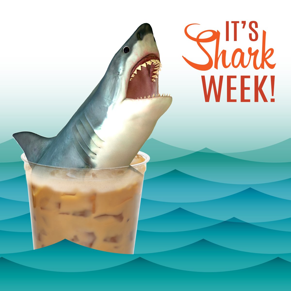 It's Shark week, grab your favourite Robin's beverage and settle in for a jaw-some time!  #sharkweek #robinscoffee