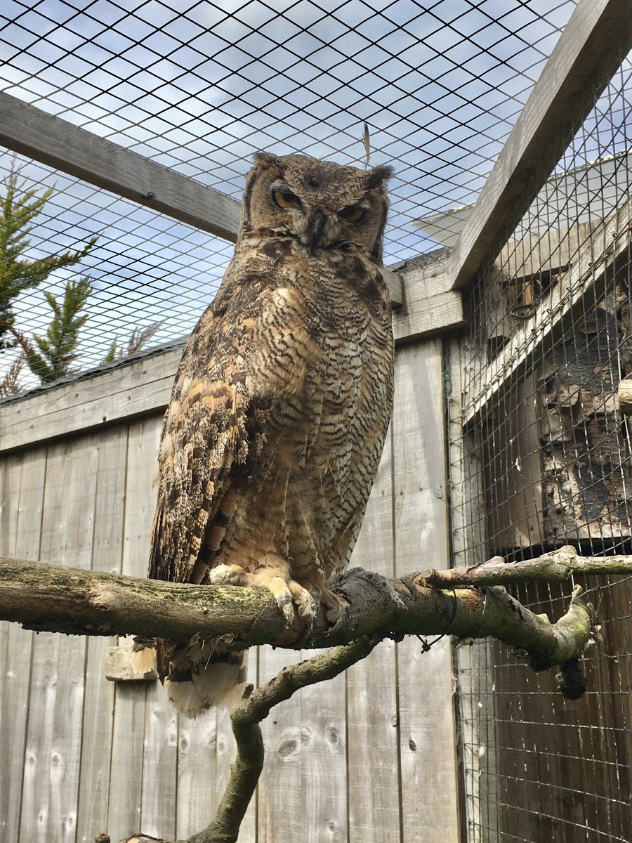 Scottish Owl Centre tweet media