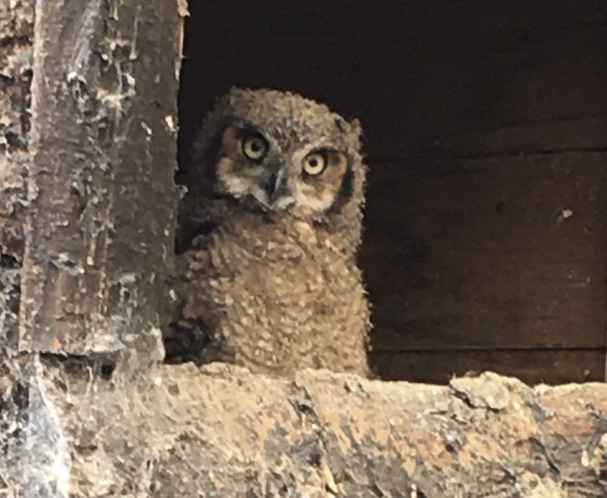 Scottish Owl Centre tweet media