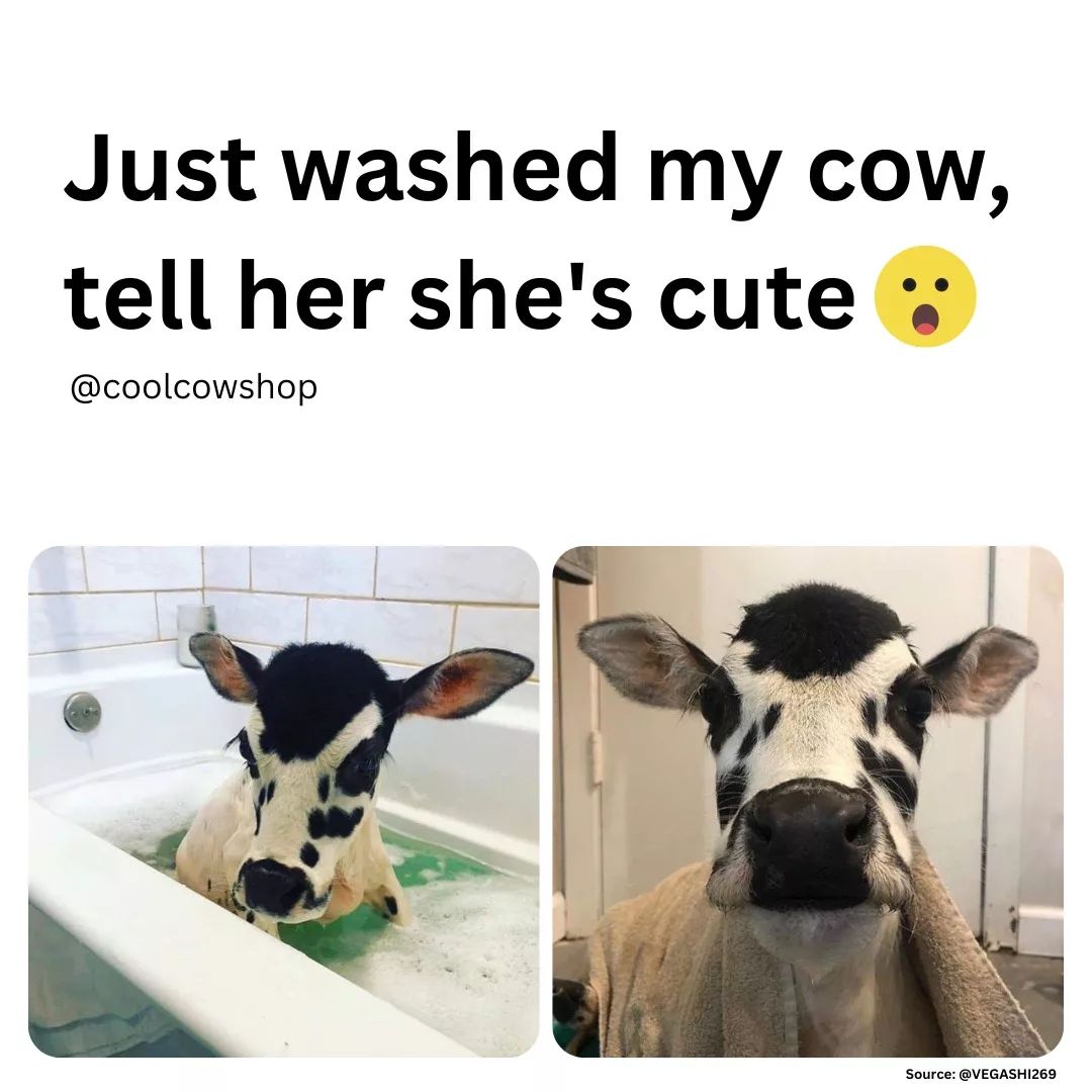 How cute is she? ✨❤️🐮

#coolcowshop #cowmemes #cowsofig #cowsarecool #cowseverywhere