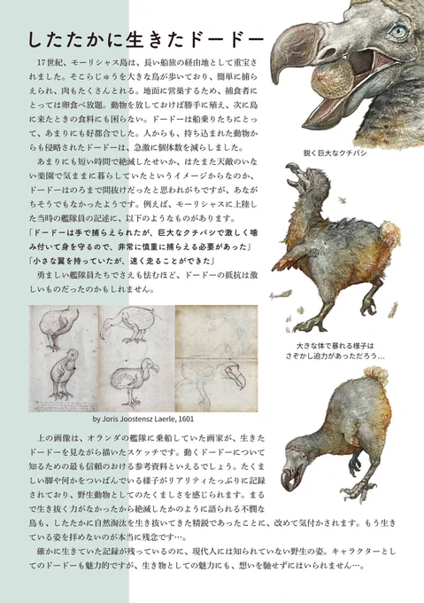 まるでのろまだったせいで滅んだかのように語られがちですが、力強い脚や大きな体、大きな嘴で、精一杯自然淘汰を生き抜いてきたはずです。
大地を駆け、様々な物を食べ、強かに生きたドードーの姿を想像すると、キャラとしてではなく、生き物としての魅力に気づくことができます。(続) 