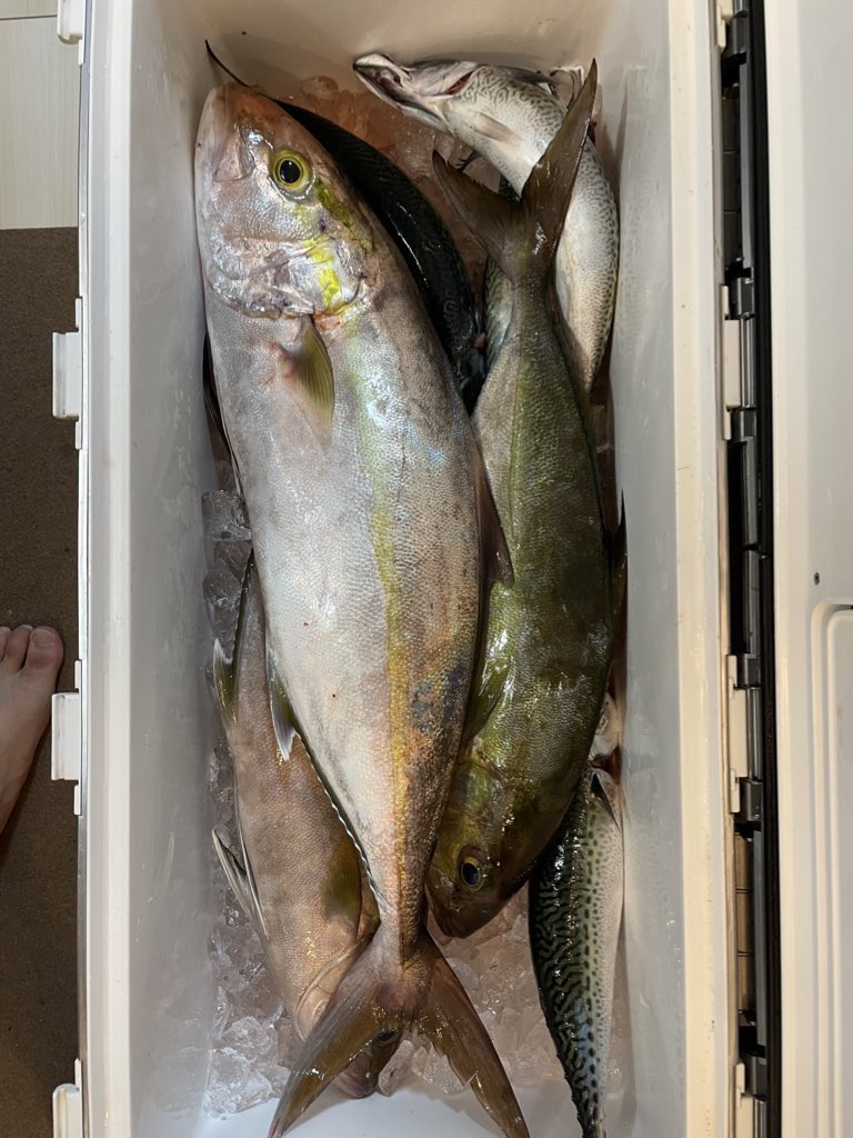 トンジギ以来のジギング
久々に魚入荷しました