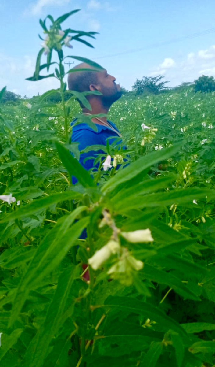 🌾 Our farmers are the heart and soul of Archipelago Farms. Through training and support, we're helping them grow high-quality sesame seeds that benefit their families and communities. Together, we can make a positive impact! #FarmersFirst #SesameSeeds #CommunityDriven