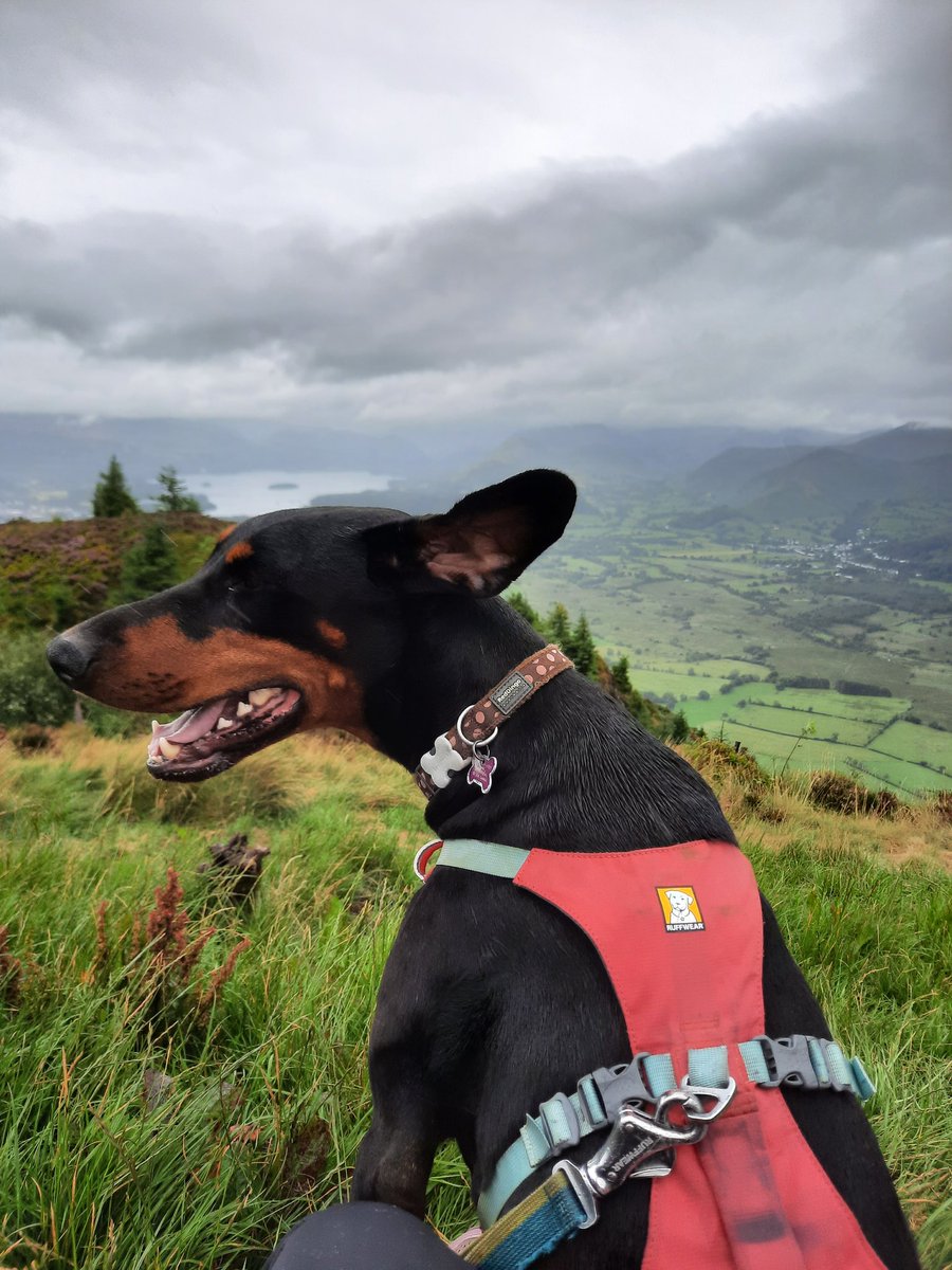 NotBadForHerAge's tweet image. The ear flapometer indicates that it was a bit windy at the top. 😅🐕 #Damson #Dobermann #runningwithdogs #trailrunning #dogsoftwitter