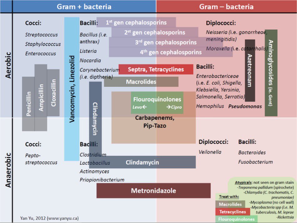 Gram + and Gram - bacteria and antibiotic coverage #medtwitter