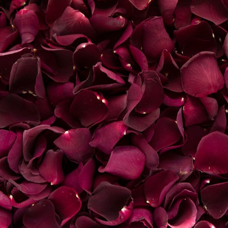 AkshaTshuklA00's tweet image. midnight love absorbed
in rose petals on the bed ——
august wedding night.

#haikufeels #absorbed

📸 Pinterest